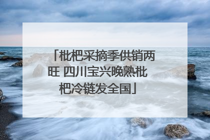 枇杷采摘季供销两旺 四川宝兴晚熟枇杷冷链发全国